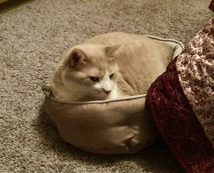 🎶 If You Piñaskulladas, And Taking Naps In The Rain, If You’re Big Into Cat Nip, If You Have Fish On The Brain, If You Like Makin Noise At Midnight, With A Pink Jingle Ball, You’re The Feline I’ve Looked For, Give This Big Boi A Call 🎶