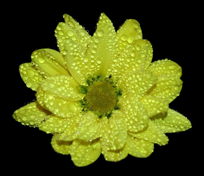 Flower I Found On A Hike