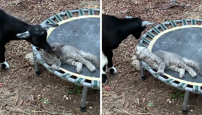 Stray Kitten Becomes The 'Gray Goat' Of The Pen, Acting Just Like The Tiny Goats That Became His Family