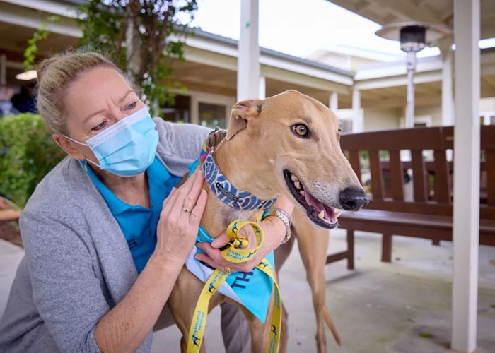 New Pilot Project Will See Rescued Greyhounds Visiting The Elderly In Aged Care Homes In Australia