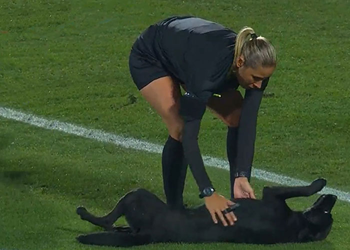 Dog-Interrupts-Football-Match-For-Belly-Rubs