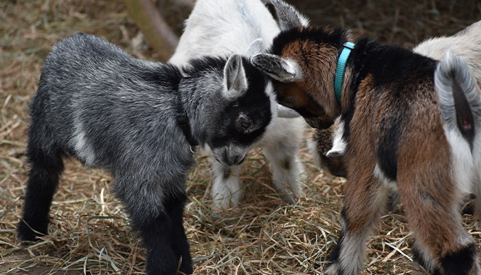 Math Teacher Cries Tears Of Joy After Finding Out The Reason Students Called Them The GOAT Is Because They Loved Them Math Teacher Cries Tears Of Joy After Finding Out The Reason Students Called Them The GOAT Is Because They Loved Them