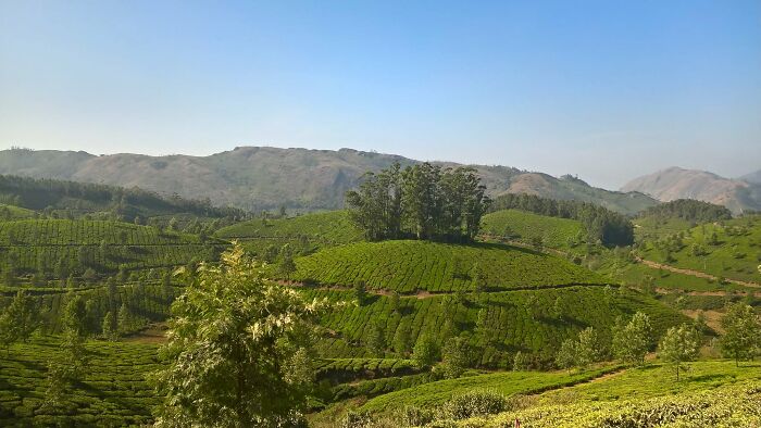 Tea Plantations In Munnar, Kerala, India