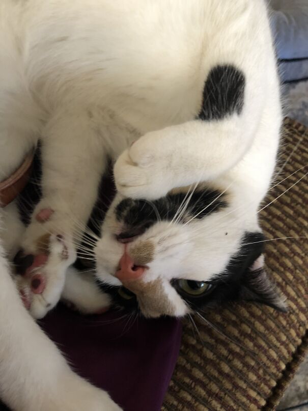 She Was Cowering From The Dog