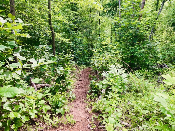 Welcome To Our Jungle! Us, The Foothills Of The Smokies