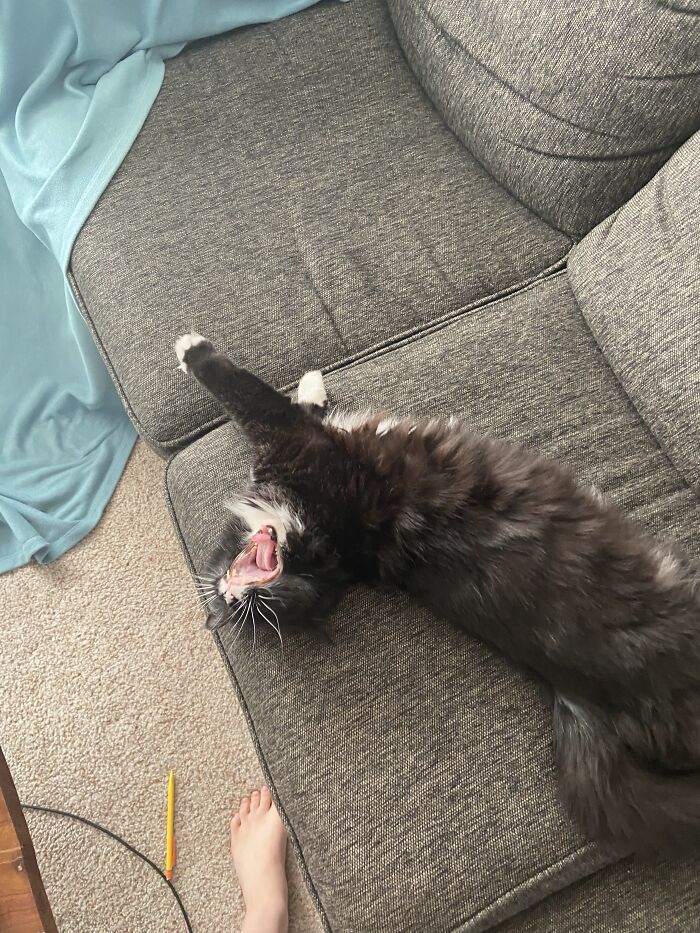 I Am Annoying, Love Head Pats, Unable To Have Children, And Am A Very Friendly Beast. I’m A Girl And Love Chicken.