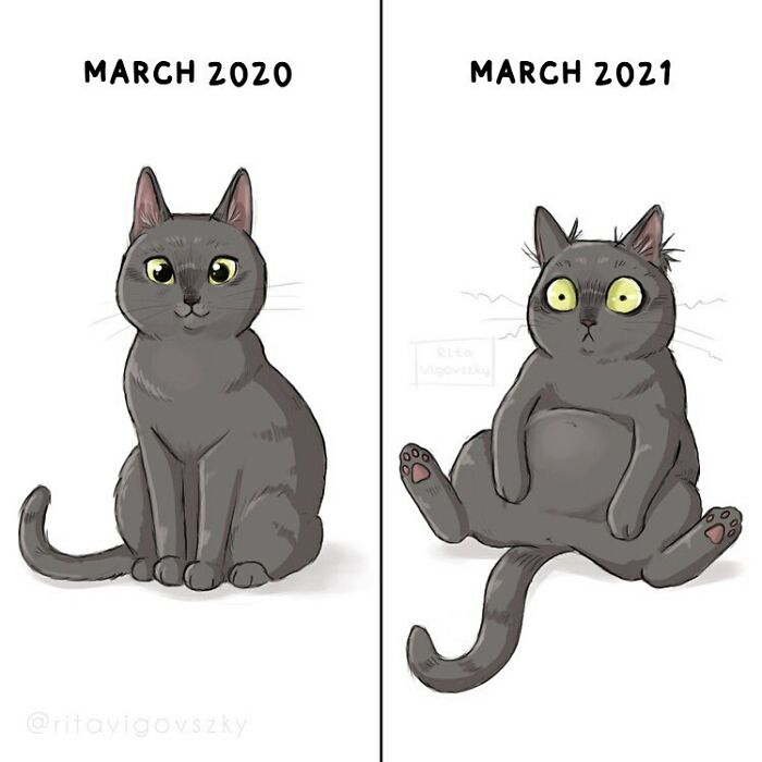 Artist Shows Everyday Life With A Cat Summarized In Adorable Comics (69 New Pics)