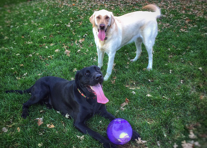 Every Private Tenant In UK To Get Legal Right To Keep A Pet In “Biggest Shake-Up Of The Private Rented Sector In 30 Years” Every Private Tenant In UK To Get Legal Right To Keep A Pet In “Biggest Shake-Up Of The Private Rented Sector In 30 Years”