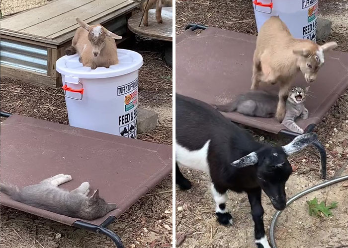 Stray Kitten Becomes The 'Gray Goat' Of The Pen, Acting Just Like The Tiny Goats That Became His Family