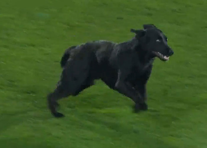 Dog-Interrupts-Football-Match-For-Belly-Rubs