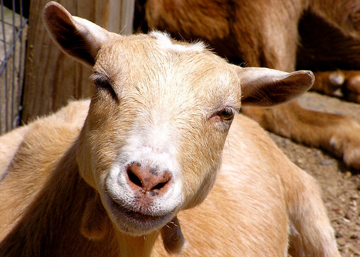 Math Teacher Cries Tears Of Joy After Finding Out The Reason Students Called Them The GOAT Is Because They Loved Them Math Teacher Cries Tears Of Joy After Finding Out The Reason Students Called Them The GOAT Is Because They Loved Them