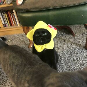 imlaysheepinchina avatar