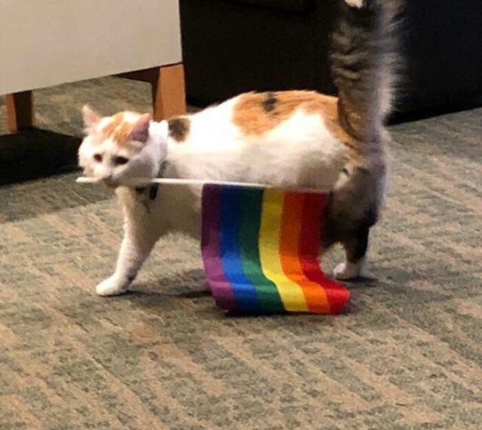 Cats Accept Us. I Can't Wait For My Countrymen To Do The Same