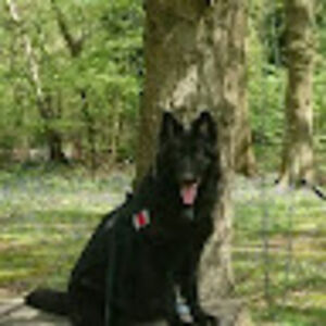 robertwiggins avatar