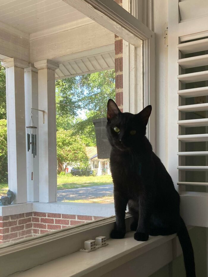 Went To The Shelter Yesterday To Adopt A Dog- Got Hexed And Came Home With This Cutie Pie Instead