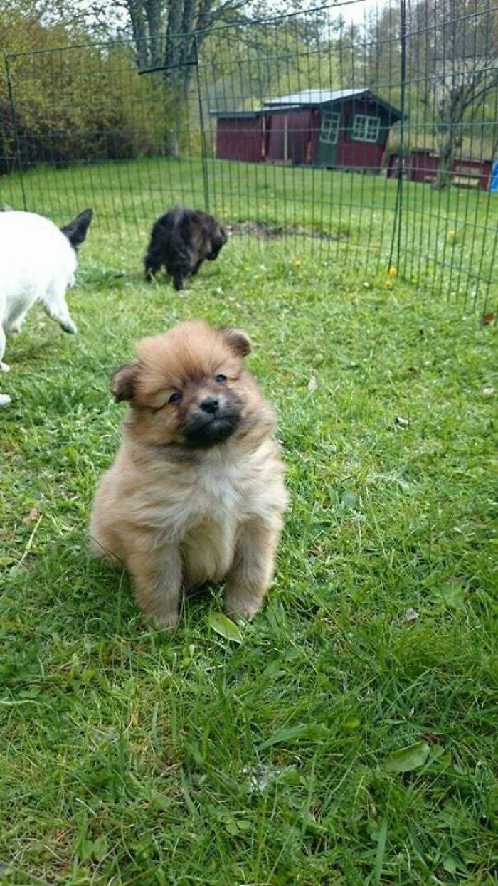 Photo I Found From The Day I Adopted My Puppy