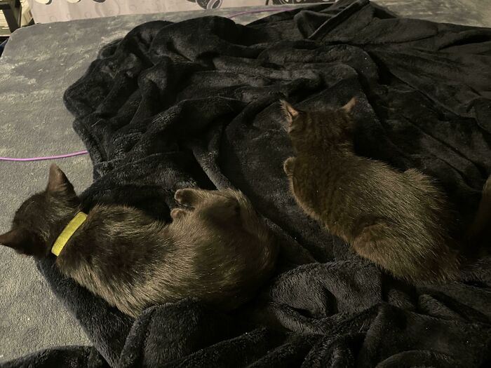 Went To Adopt One Kitten And Came Home With Two Baby Voids! They’re Siblings And I Didn’t Want To Split Them Up