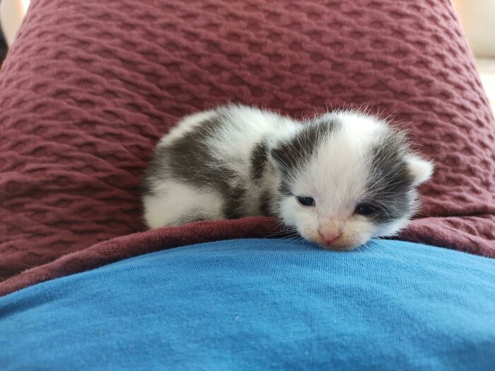 One Of My 9 Kittens That Was Born From My Own Cats. This One Has Been Adopted Yet And Has Been Given The Name Bertha. She Is One Of 5 Kittens That Are So Spotted With Black And White That They Look Like Cows. Hence The Name