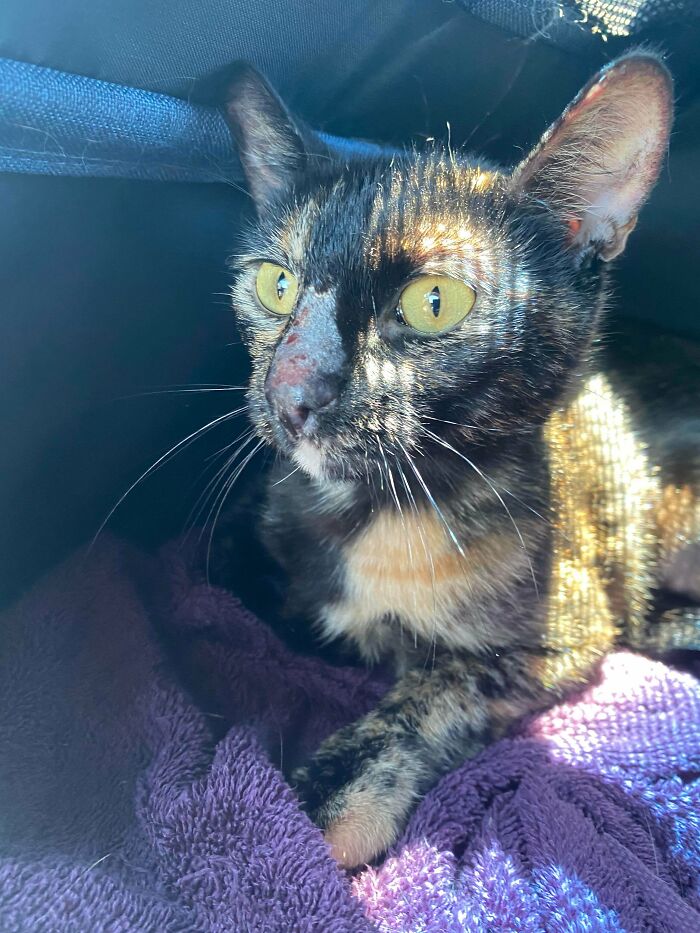 They Told Us It Might Be Cancer, We Adopted Her Anyways. Turns Out She Was Just Stressed Out!