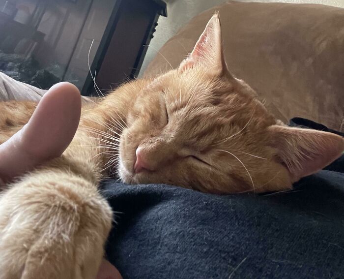 Adopted A Kitty Today From The Shelter. Meet Sir Isaac Newton. Poor Guys Slept Since He Got Home.