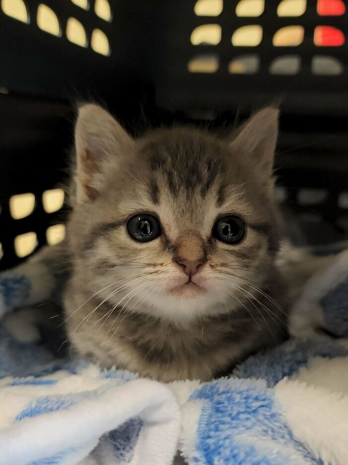 Raisin Had Her First Vet Appointment. She Was Dewormed. Will Go Back In 2 Weeks For Shots To Get Ready For Adoption!