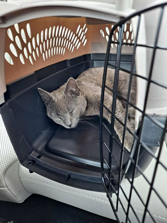 From His Gotcha Day To One Month Post Adoption 😺