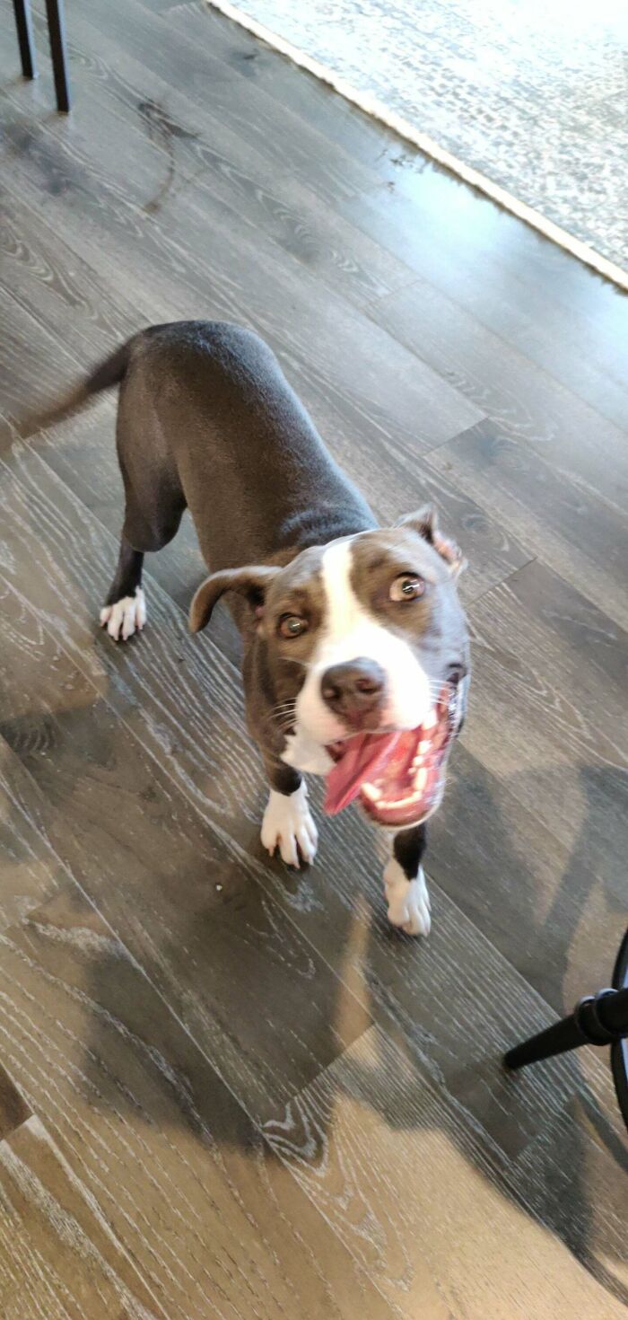 Adopted A Special Needs Hippo. She Was Found With A Fractured Skull At 3 Months Old. Meet Ivy!