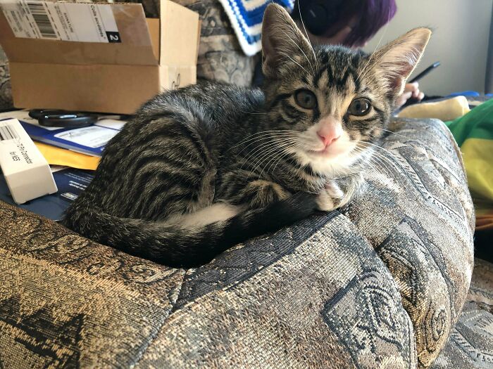 Talia Was The Last Of Her Litter To Be Adopted And Was A Sickly Little Kitten. She Was Found On The Side Of The Highway, In The Rain. We Gave Her A Chance And She’s Been The Sweetest Kitty We’ve Ever Had ❤️