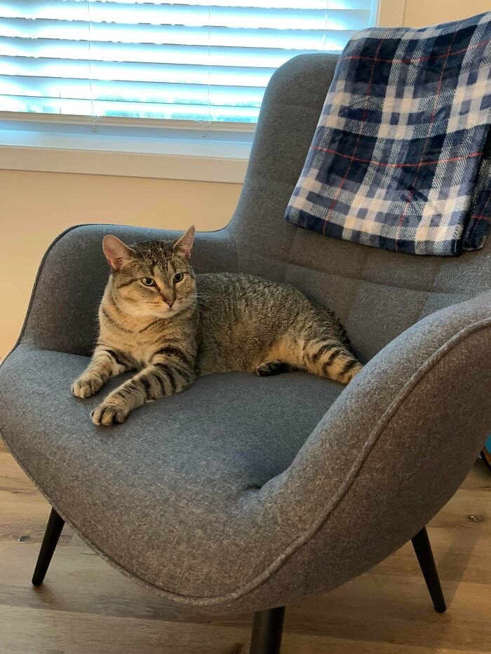 Yesterday I Adopted A Used Sic, 2017 Model, Chunky™ Edition. His Name Is Tj (Short For Trader Joe). Great Mileage And The Meow Motor Works Purrfectly.