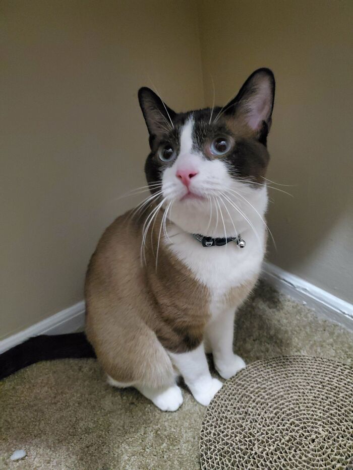 [oc] I Was Never Allowed To Have A Cat Growing Up. We Were So Excited To Adopt This Handsome Baby, Mr. Business. He Has Settled In So Well On His First Day ❤️