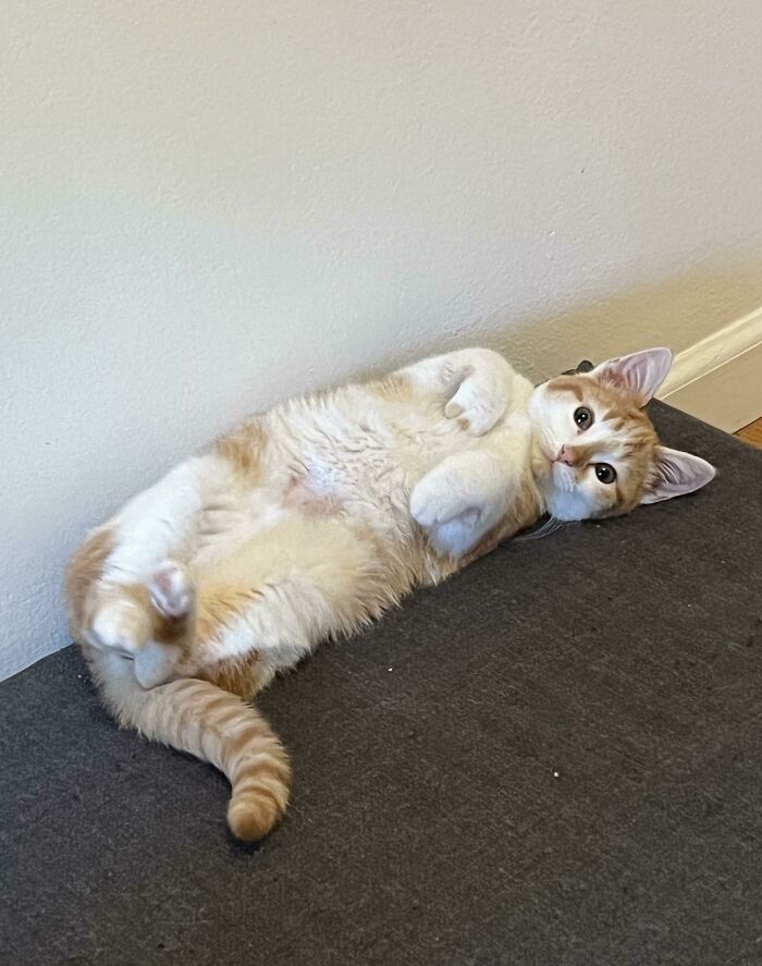 Just Adopted This Little Munchkin And His Feetsies