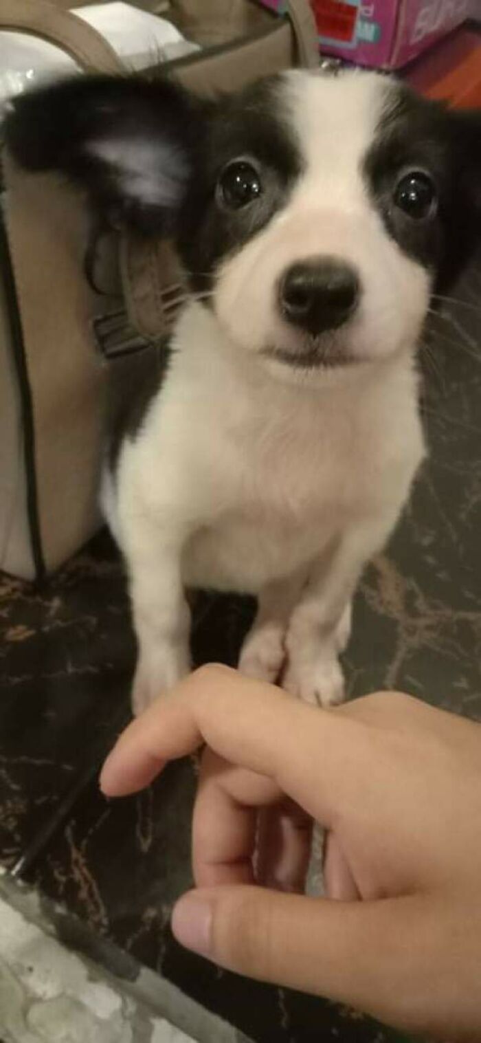 I Decided To Adopt A Stray Puppy Who Was So Hungry When I First Her She Finished Two Dog Bowls Worth Of Food. She Was Soaking In Her Pee And Was So Bloated From Worms