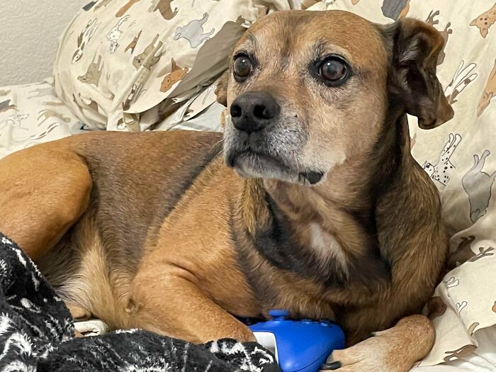 My Husband And I Adopt Old Dogs And Make Their Golden Years Great. This Is My Latest Buddy Almond And He’s An Old Man (11)