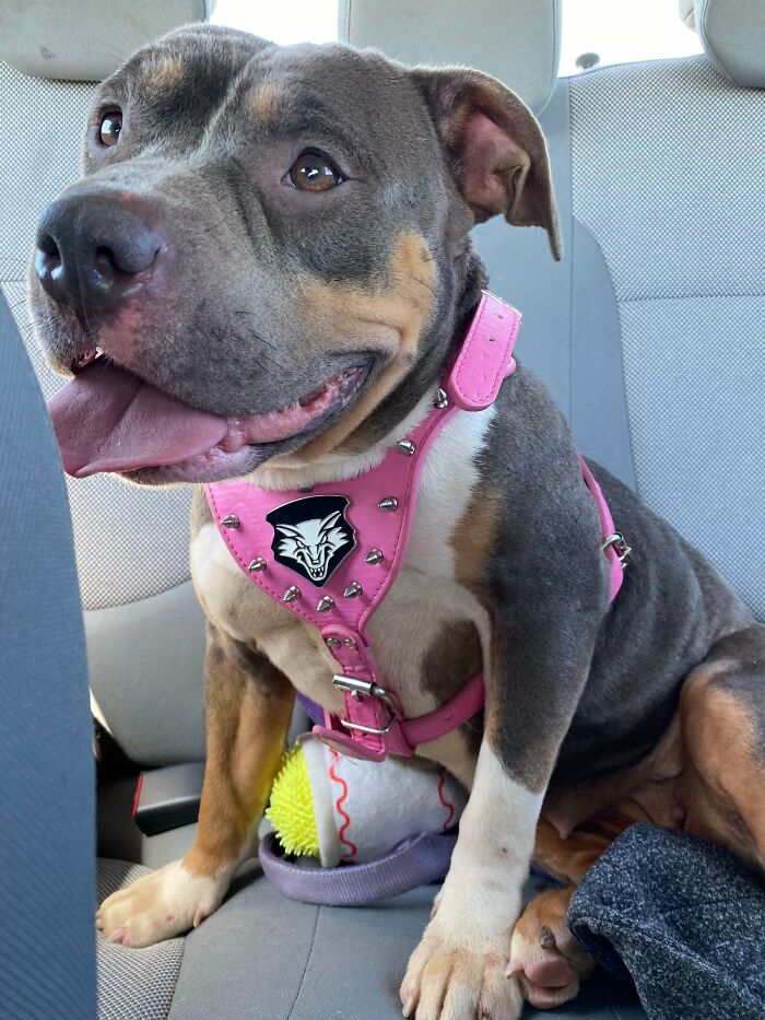 My Newly Adopted Hippo, Hazel