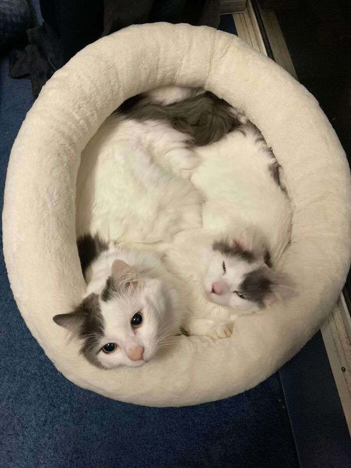 Dobby (Smol Boi) & Kreacher - Rarely Every Apart. My Foster Fails As I Couldn’t Guarantee An Adoption Together And Tbf, They Had Already Made Me Their Bonded Third!