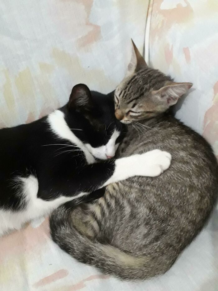 My Cat Adopted This Kitten, She Dragged Him By The Neck Into The House.