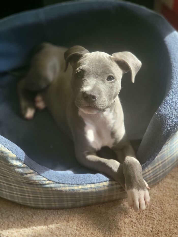 Adopted At 5 Weeks, Already A Wonderful Velvet Hippo.