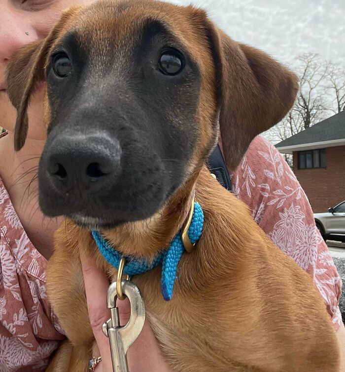 We Adopted This Snuggle Bug A Month Ago. She’s A Potcake Dog From Turks And Caicos. Meet Poppy!