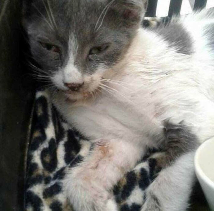 Meet Bülent! We Saved Him When He Was Attacked By A Stray Dog And Adopted Him Right Away 🤍