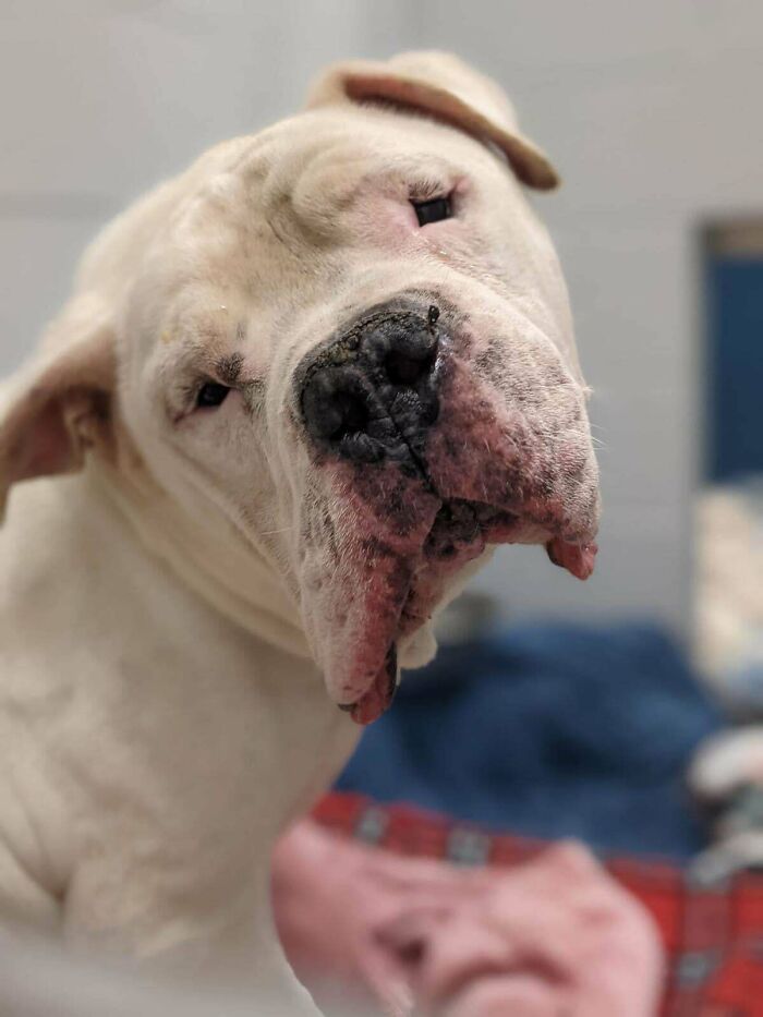 After 19 Foster Dogs, We Finally Failed To Say Goodbye To One. Happy Adoption Day, Gus!