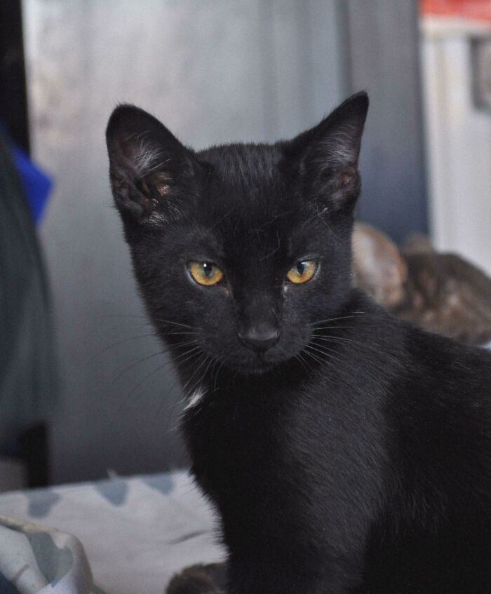 My Wife And I Just Adopted This Little Guy, His Name Is Ganymede