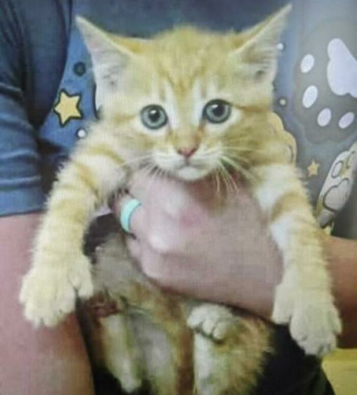 My Kittens Mugshot From The Humane Society We Adopted Her From