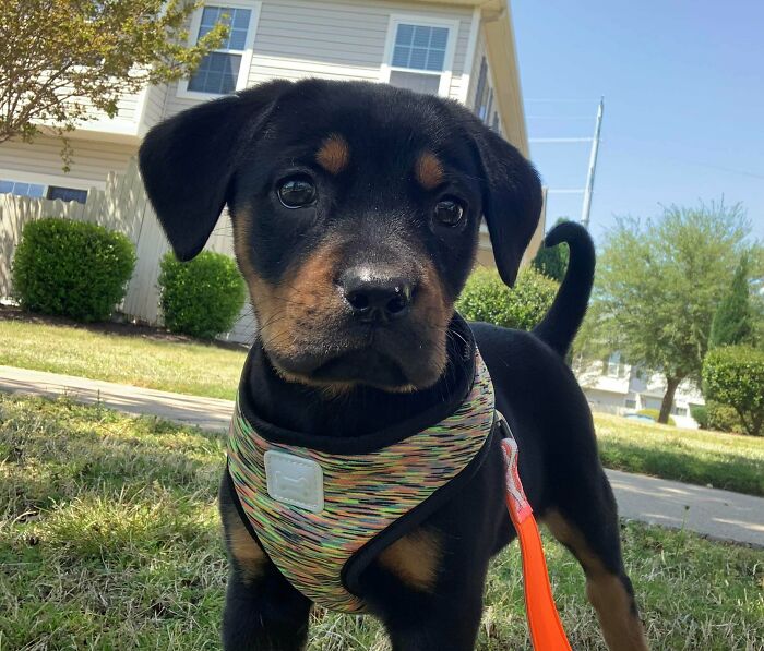 I Just Adopted Her Yesterday… Meet Duffy!