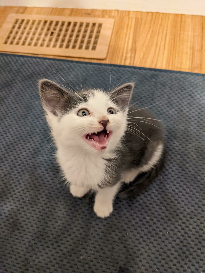 Rescued Her 2 Weeks Ago And Her Favorite Thing To Do Is Yell At Us