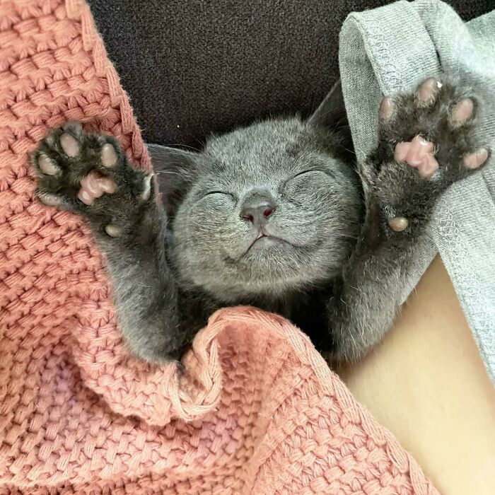 Happy Naps! My Rescue Kitten Grace Is Always So Smiley!