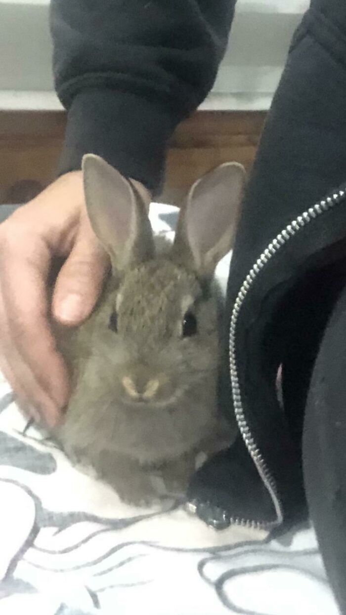 Local Vet Rescued This Little One, Hand Reared Him For 5 Weeks And He’s Too Tame To Release. Soooo He’s Moved In With Me :) Meet Ronnie