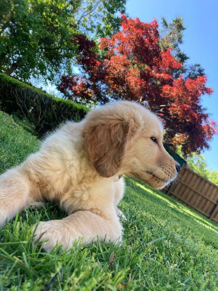 Got Our First Golden After Having Labs, Rescues And We Couldn’t Be Any Happier Having More Than One Dog In The House Again.