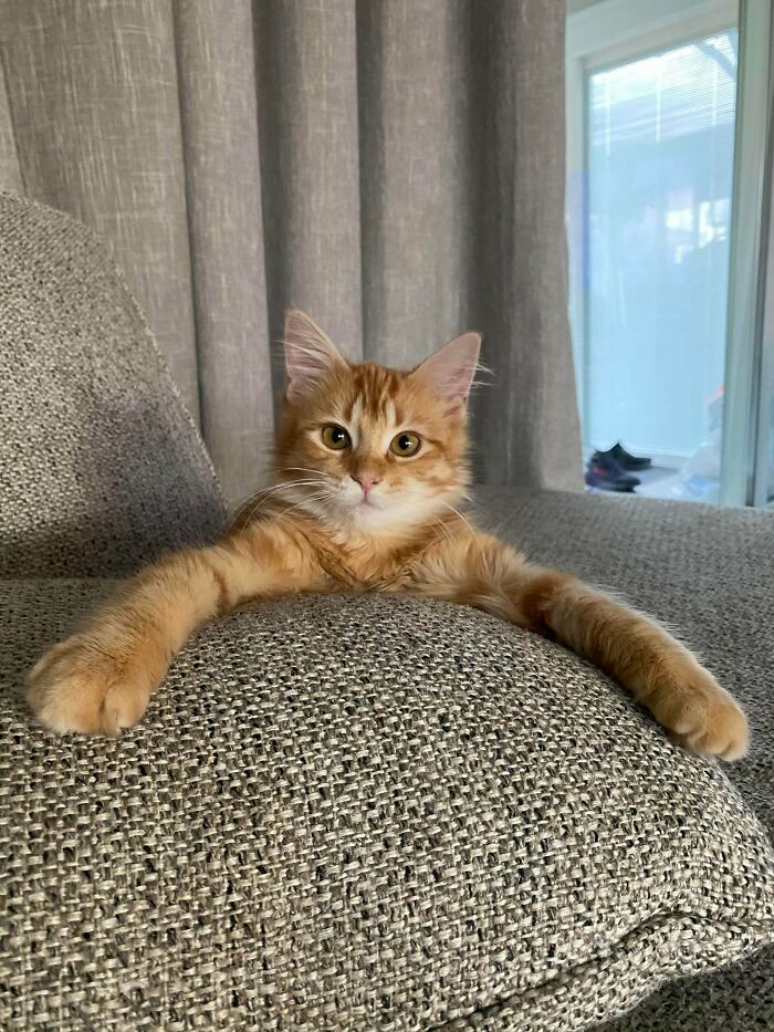 Update On Beautiful Rescue From Railroad Tracks. We Have Her At Our Home And We’ve Named Her Cheddar. Her Health Is Impeccable And We Are Proud To Have Her. Thank You All For The Responses And Nice Comments. I Think Anyone Could Not Have Turned Down That Cat, She’s Sweet And We Are The Lucky Ones.