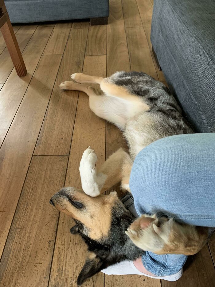 2-Week Rescue Fell Asleep Hugging My Leg