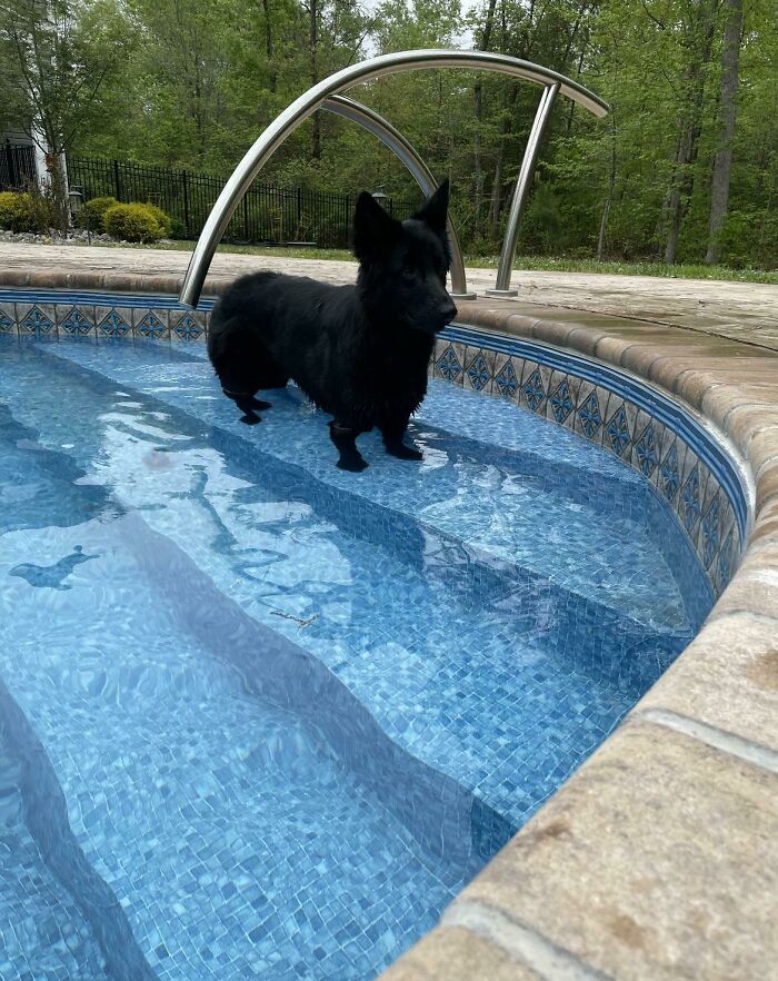 German Shepherd Corgi Mix That I Rescued Because No One Wanted Her. Her Name Is Shorto. 🥺😭